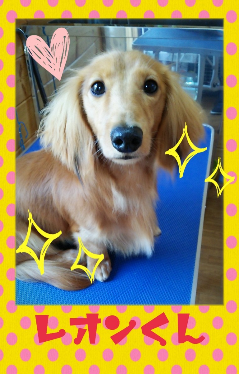 レオンくんの画像