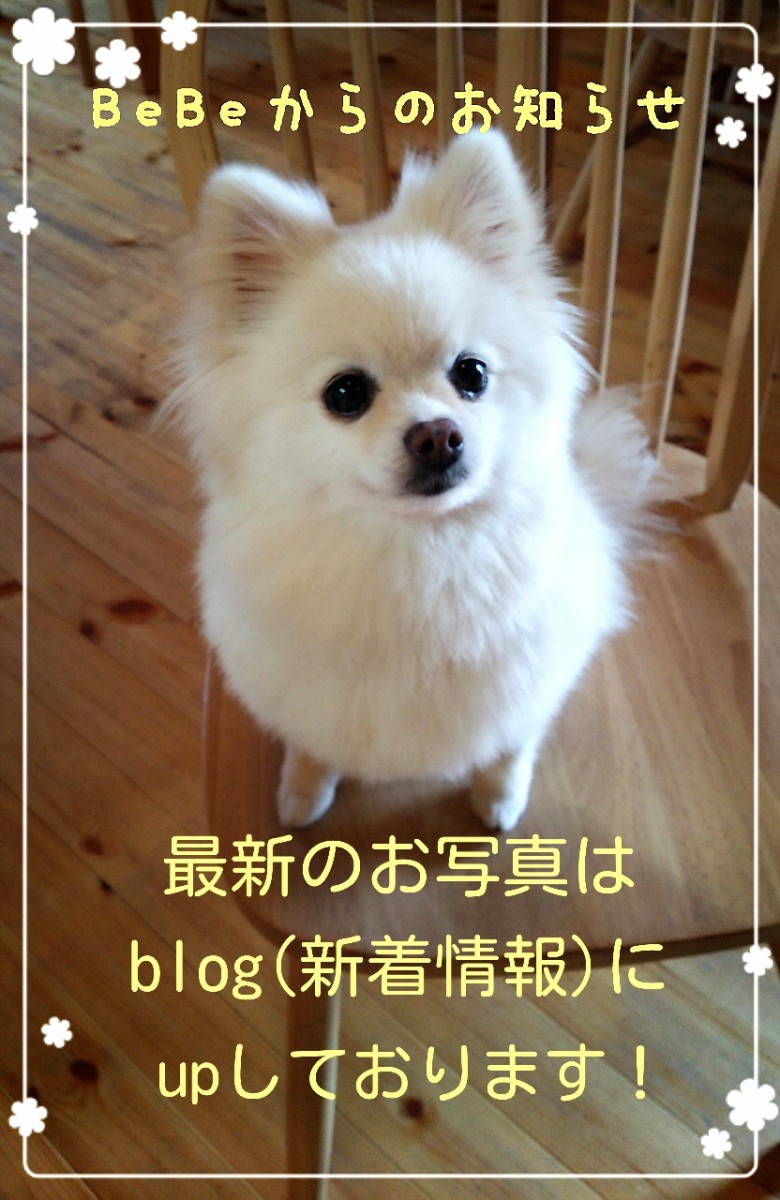 BeBeからのお知らせの画像