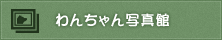 わんちゃん写真館